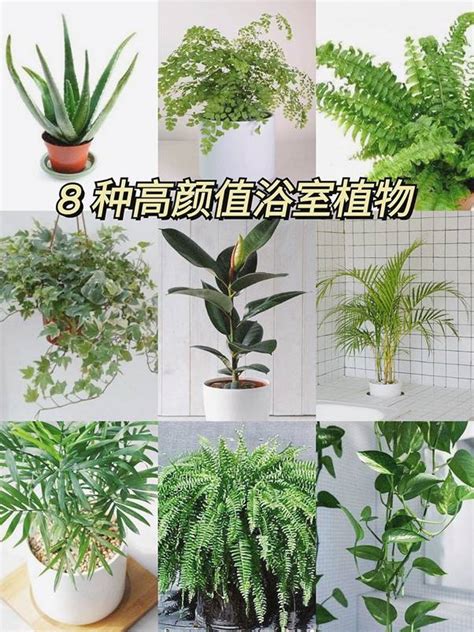 適合浴室的植物|適合浴室的 12 種植物